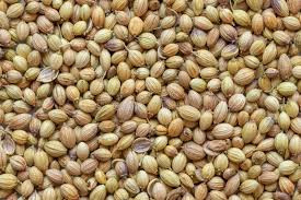Coriander (Dhaniya)